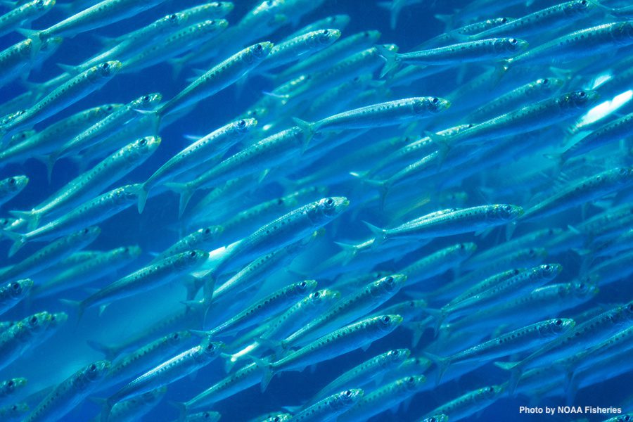 sardines NOAA
