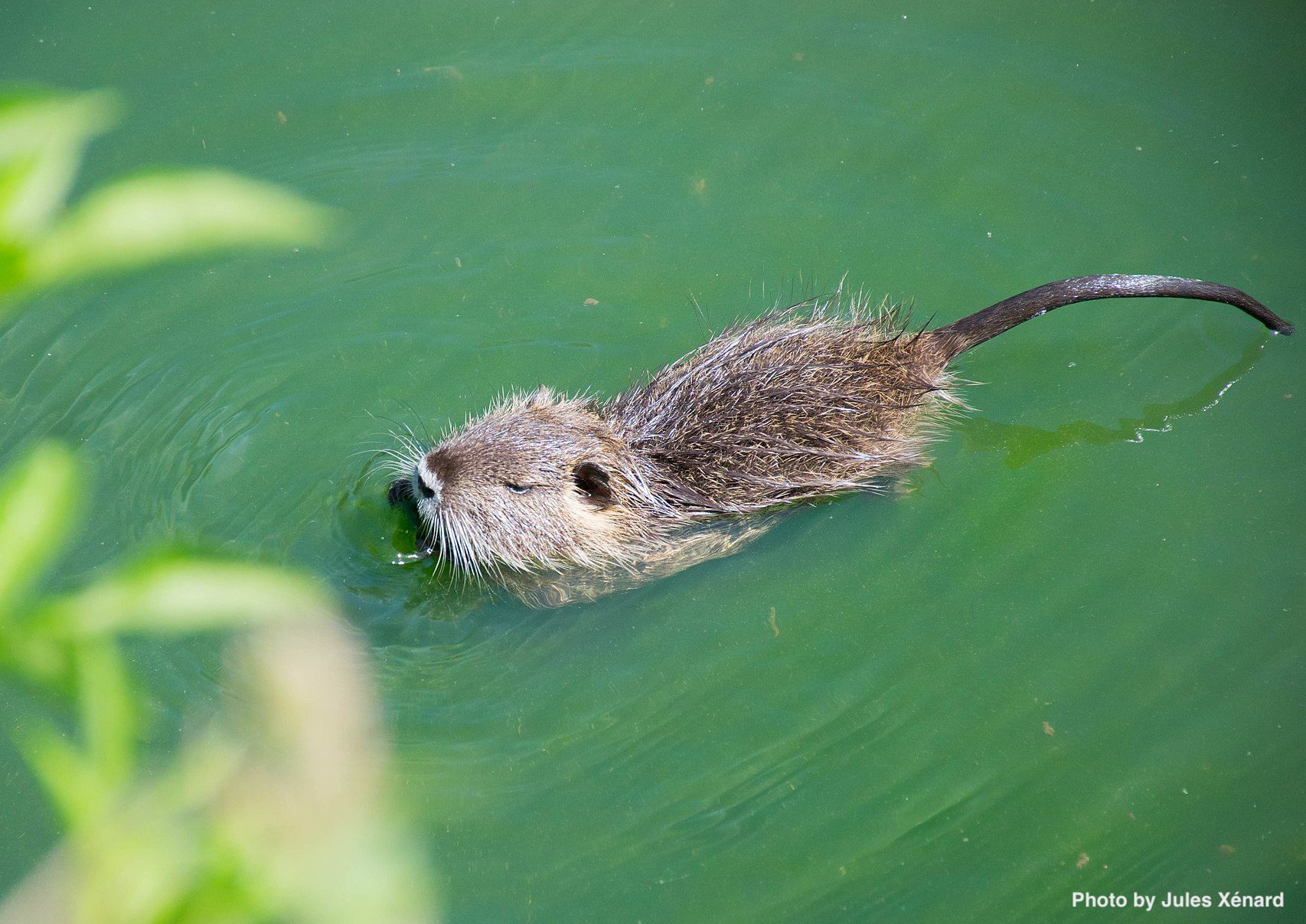 Nutria swimming