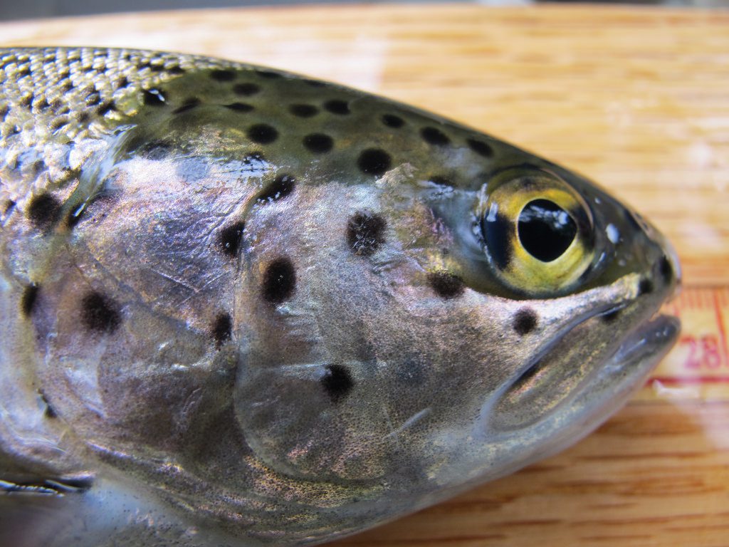 Rainbow trout fish freckles