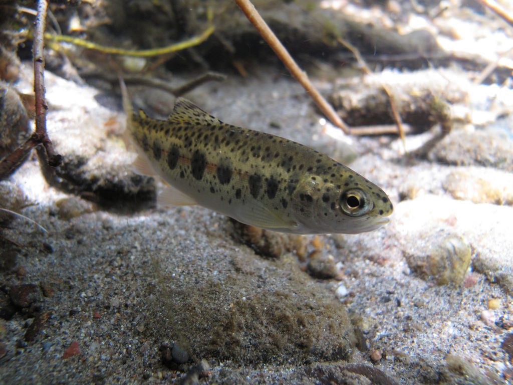Spotted rainbow trout