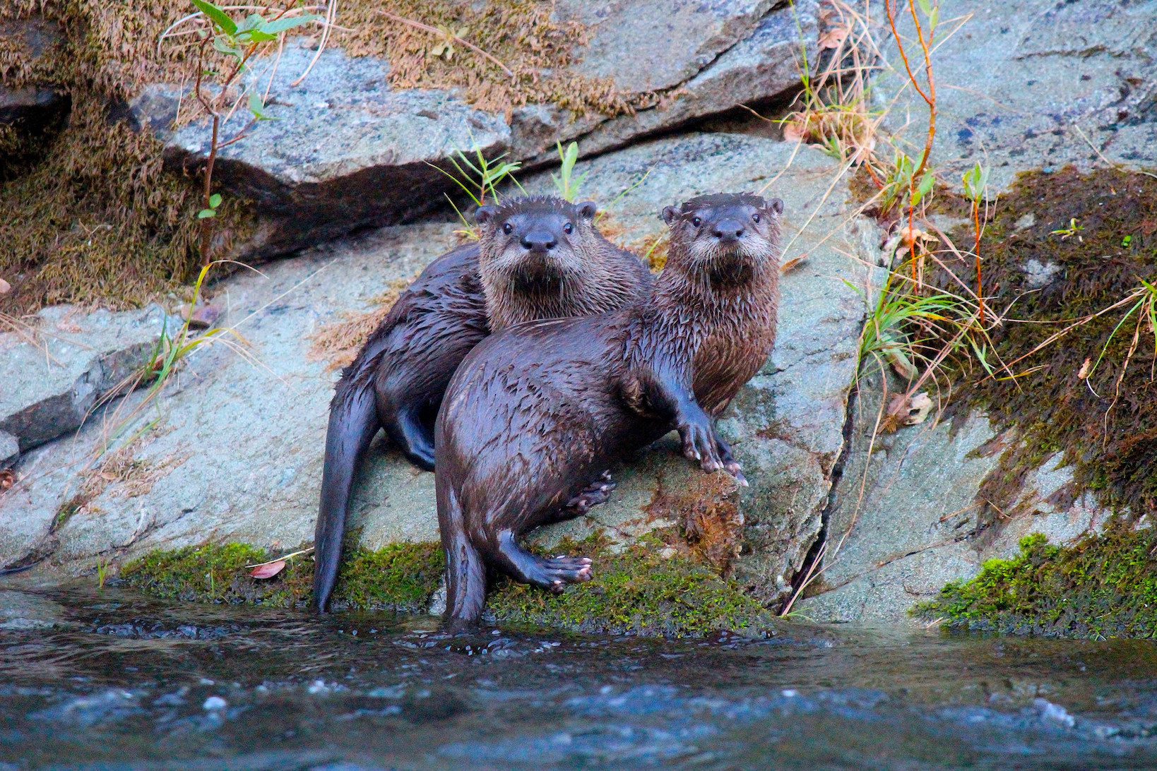 River otters posing