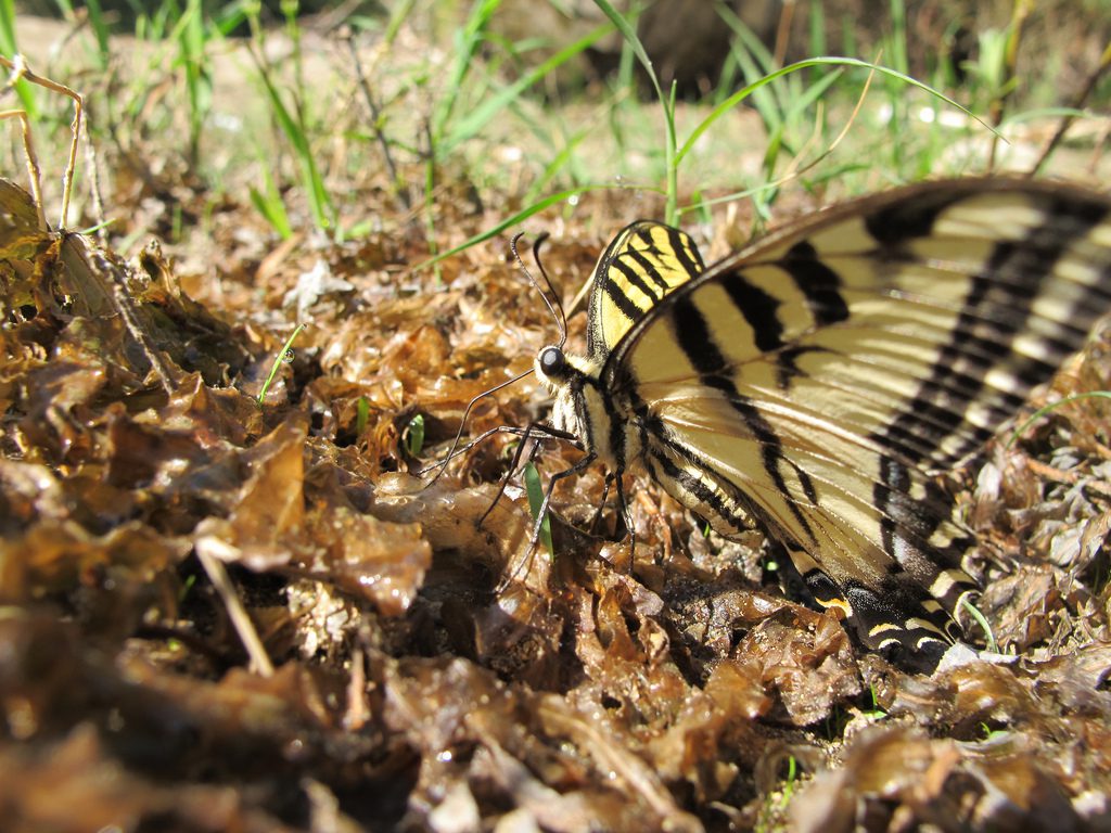 Western swallowtail butterfly on leaves