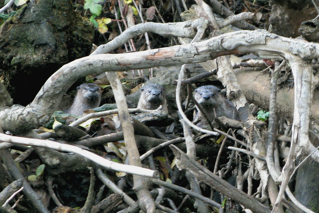 river otters in branches