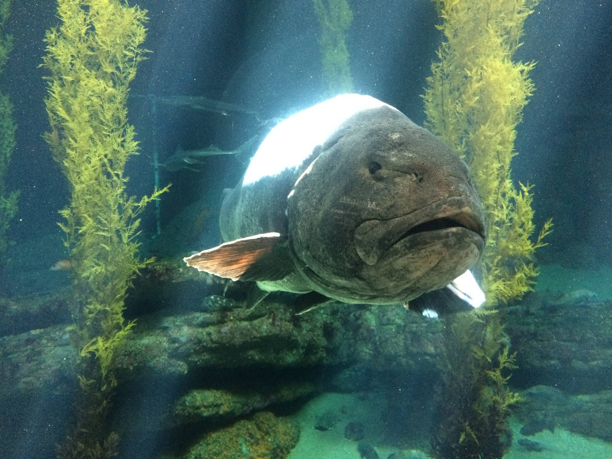 Giant Sea bass face Monterey Bay Aquarium
