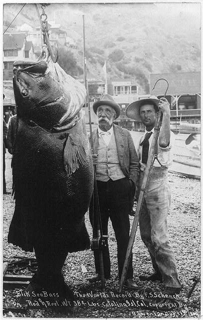 Giant seabass Library of Congress