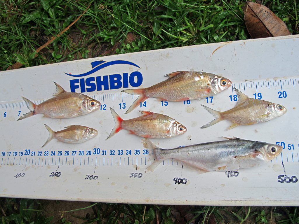 Laos Fish