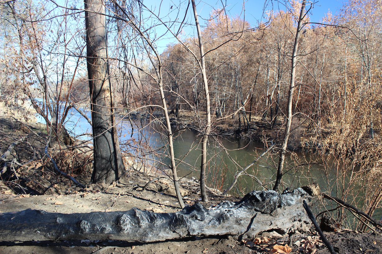 Burned tree log and tree along Butte Creek after Camp Fire