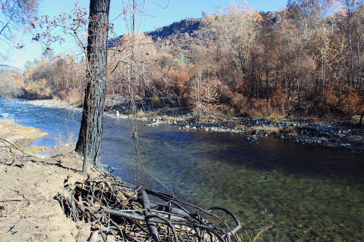 Burned vegetation along Butte Creek after Camp Fire