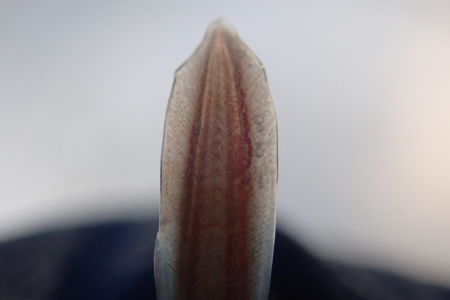juvenile lamprey tail