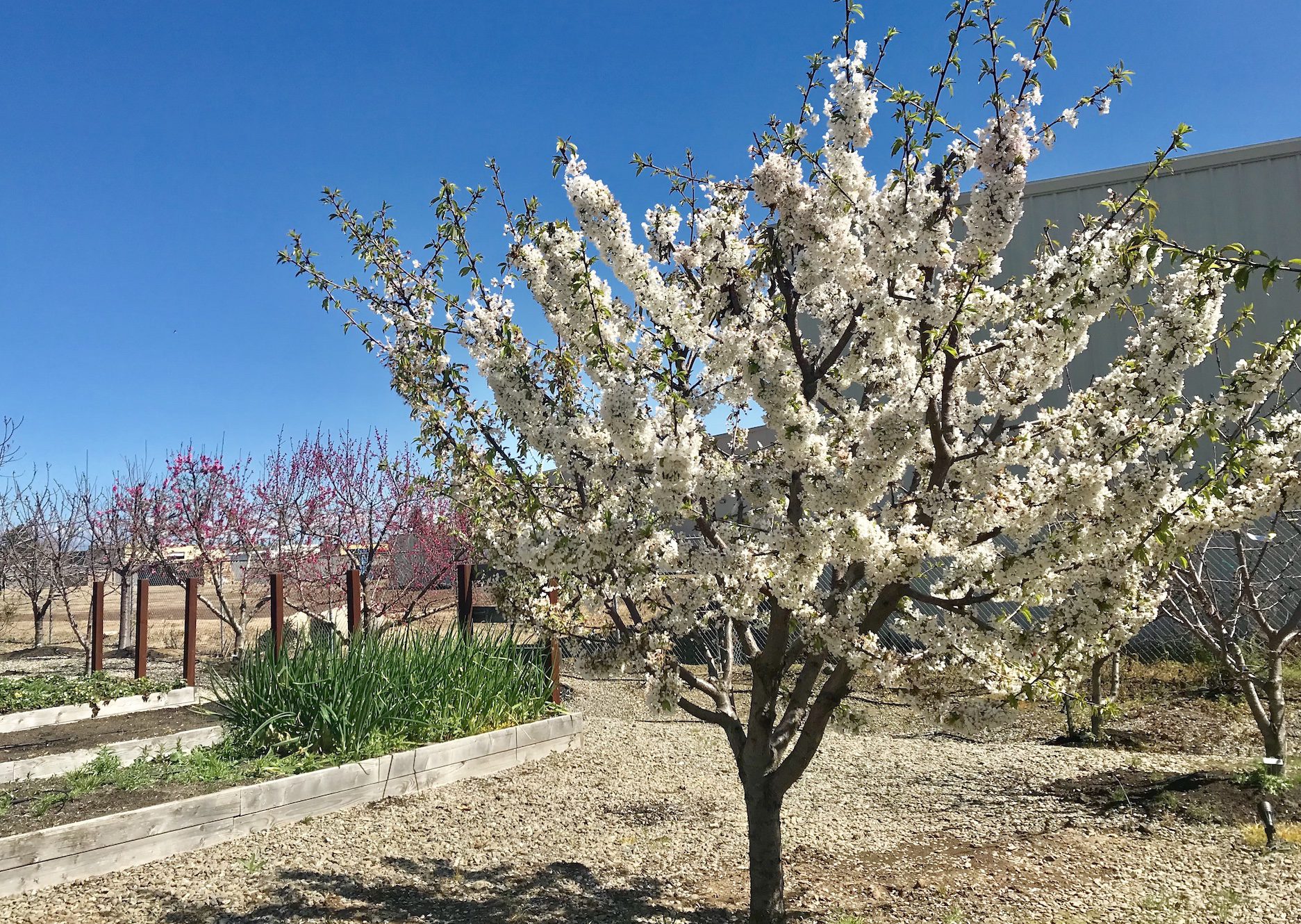 Blooming tree FiSHBIO Farms