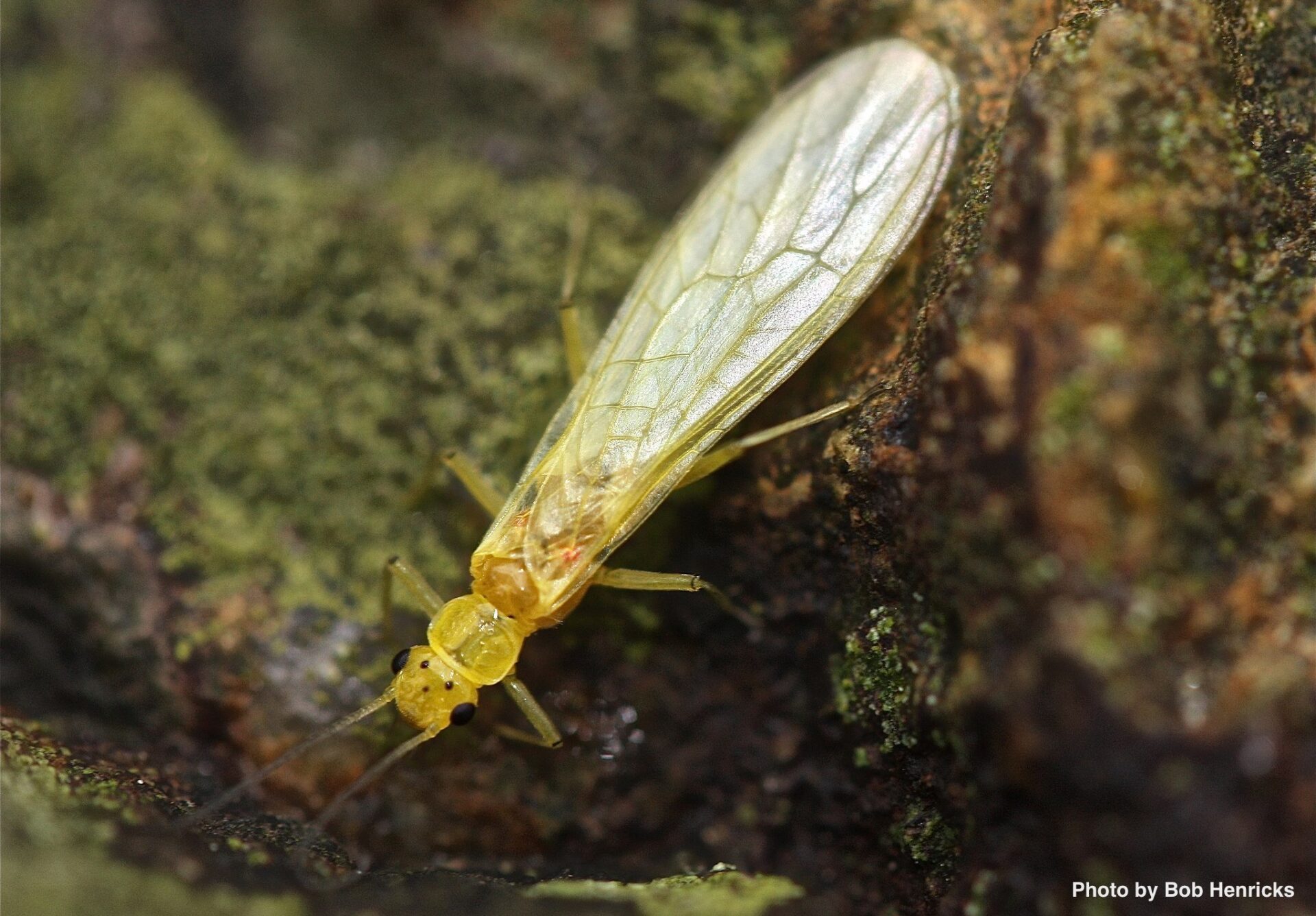 Stoneflies - Plant & Pest Diagnostics