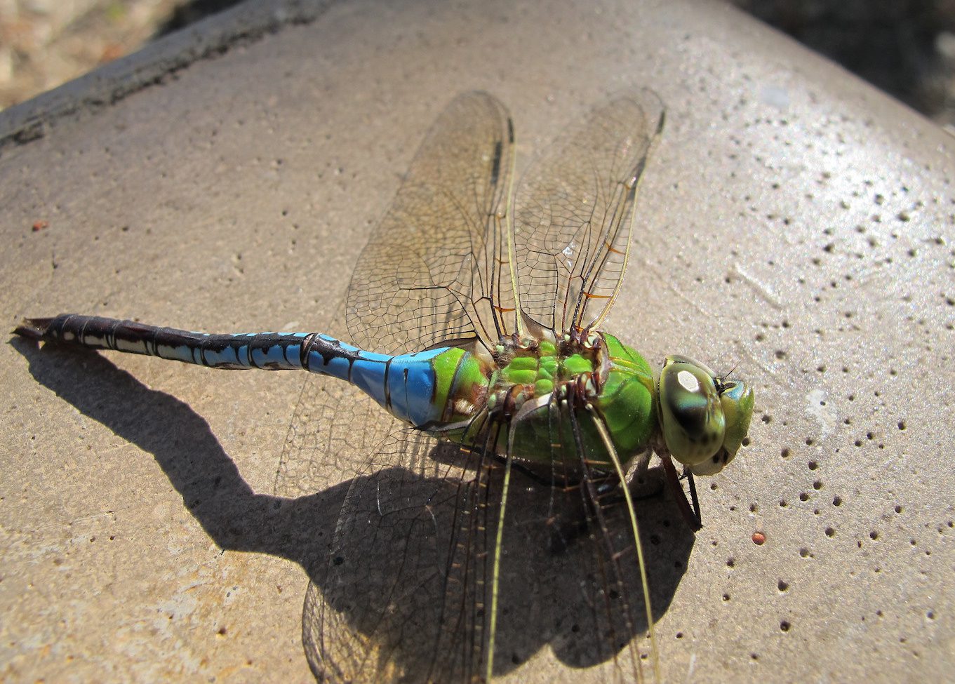 giant dragonfly extinct