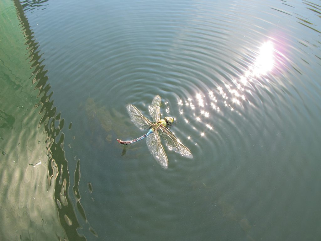 dragonfly in water