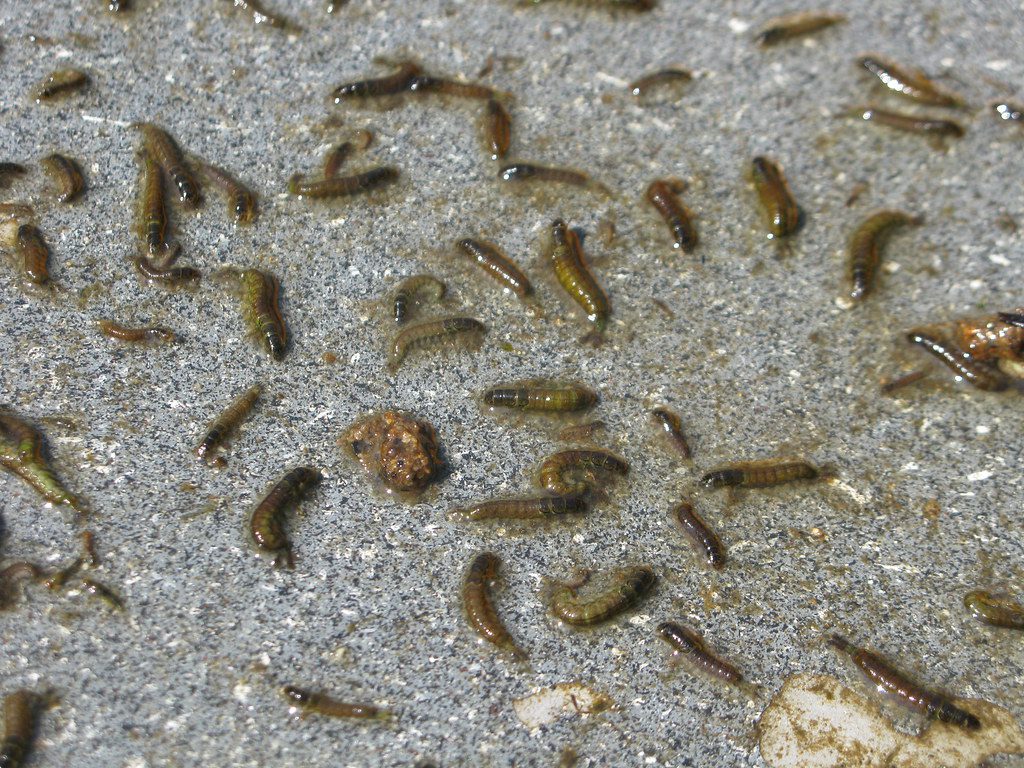 Caddisfly larvae