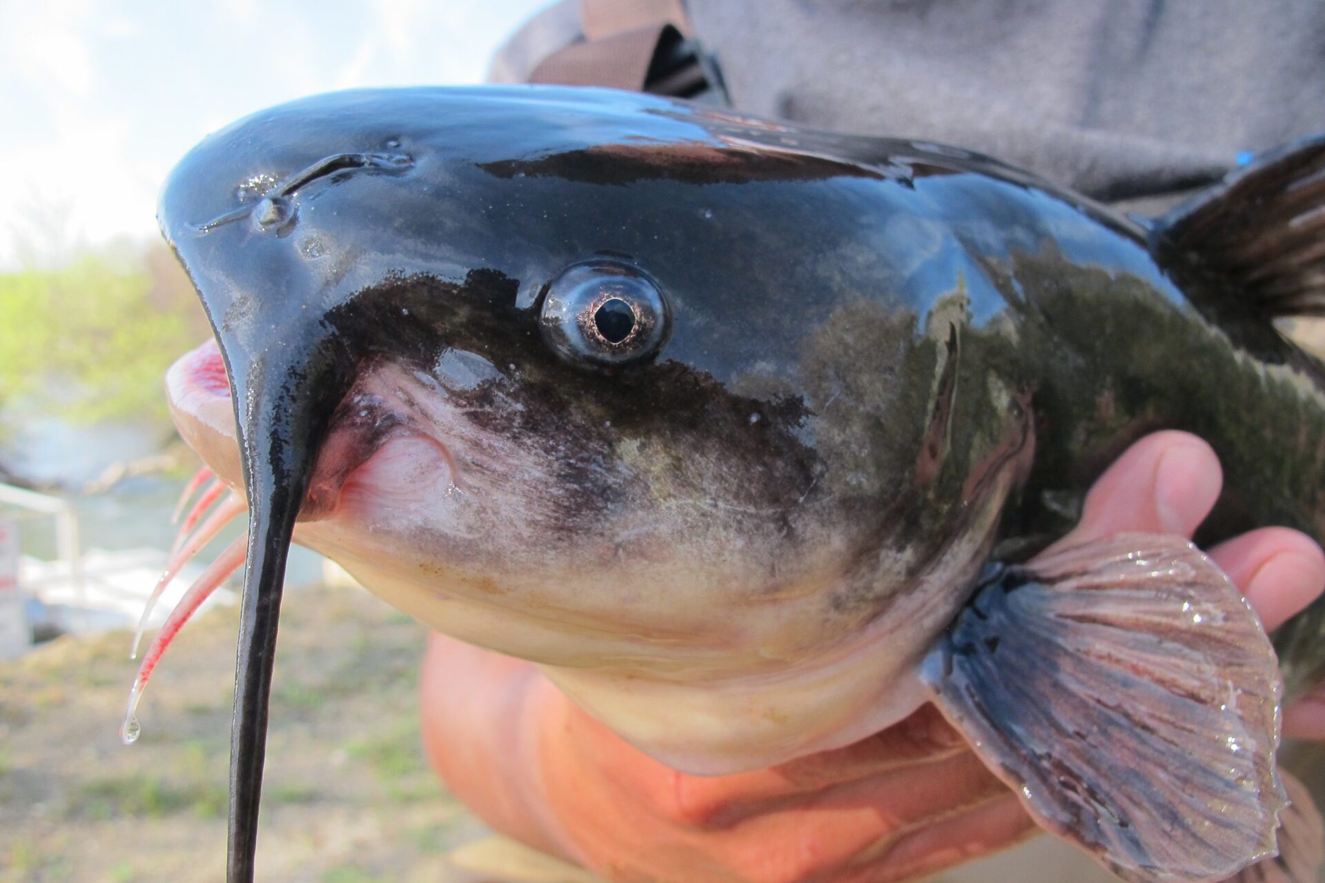 Albino catfish is quite a catch