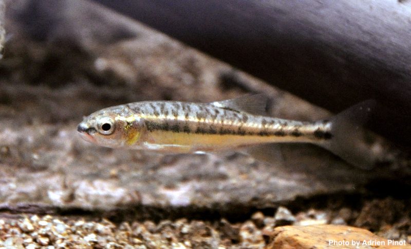 Minnow (Phoxinus phoxinus)