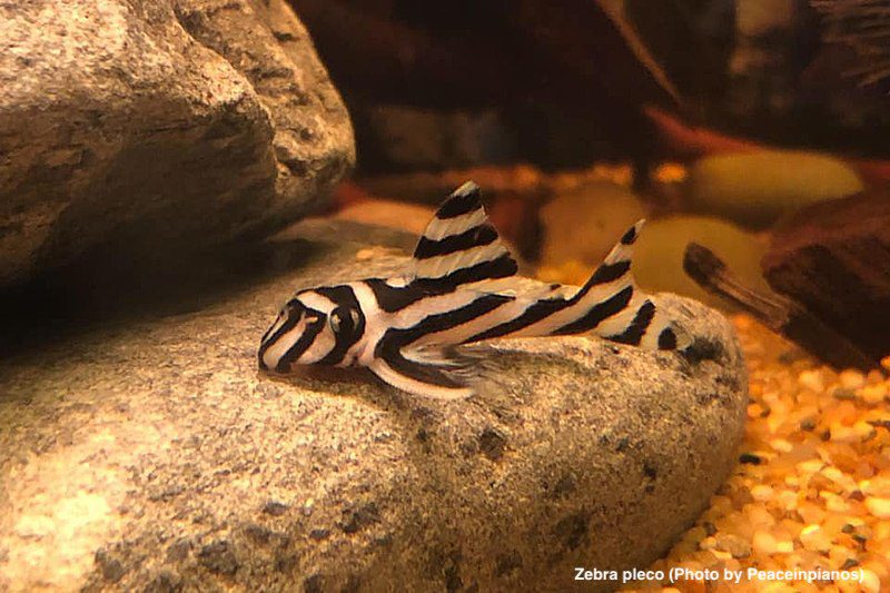 Zebra pleco