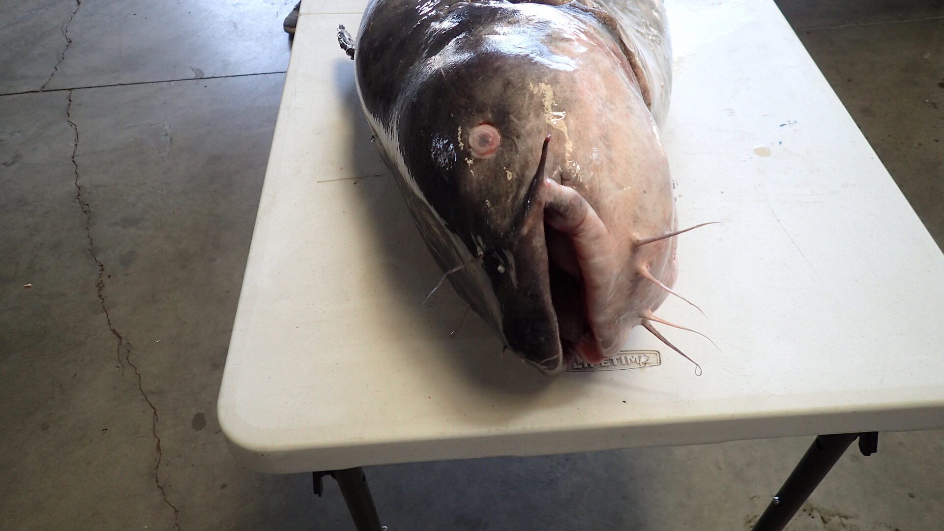 Weighing fish, FISHBIO