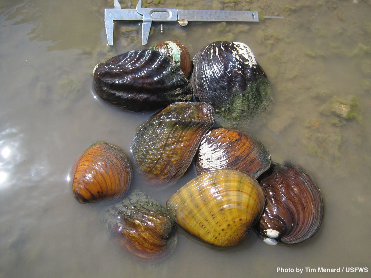 Freshwater Mussles