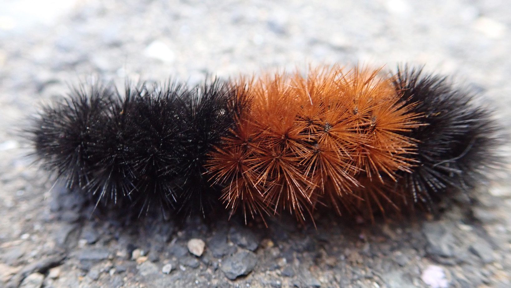 fuzzy black caterpillar