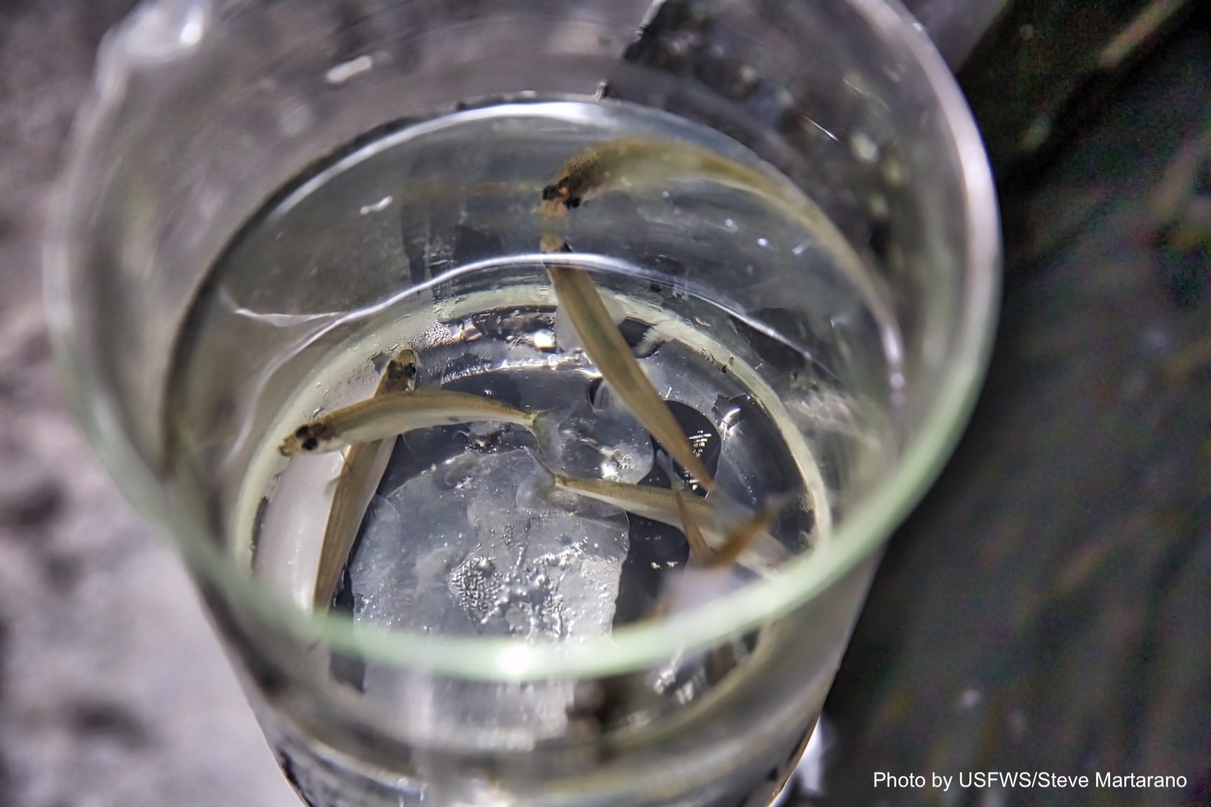 Delta_Smelt_USFWS Steve Martarano