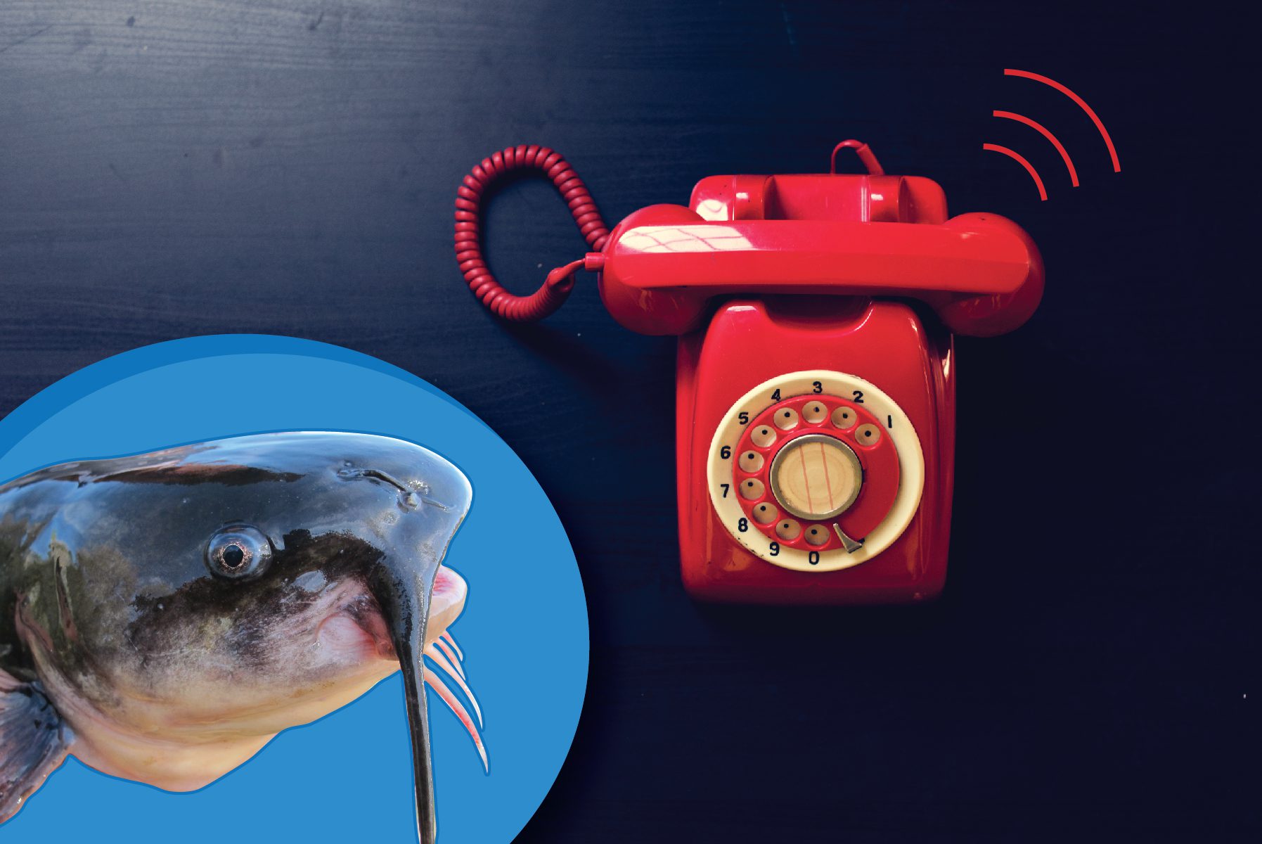 Telephoning Catfish