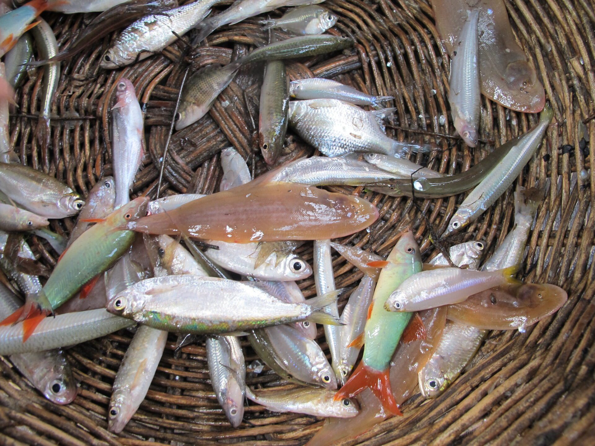 Fish from Cambodian dai fishery