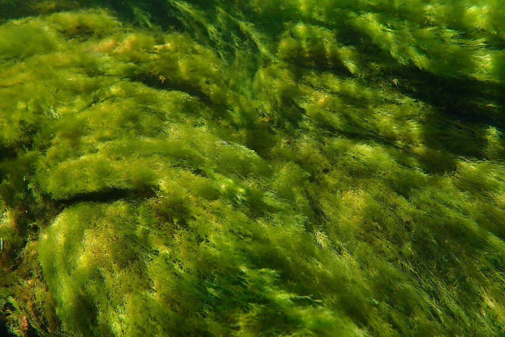 Aquatic Weeds