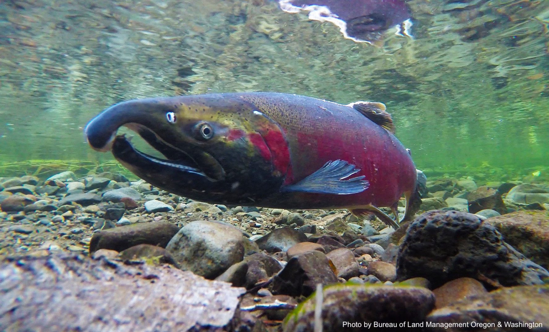 Coho BLM Oregon and Washington