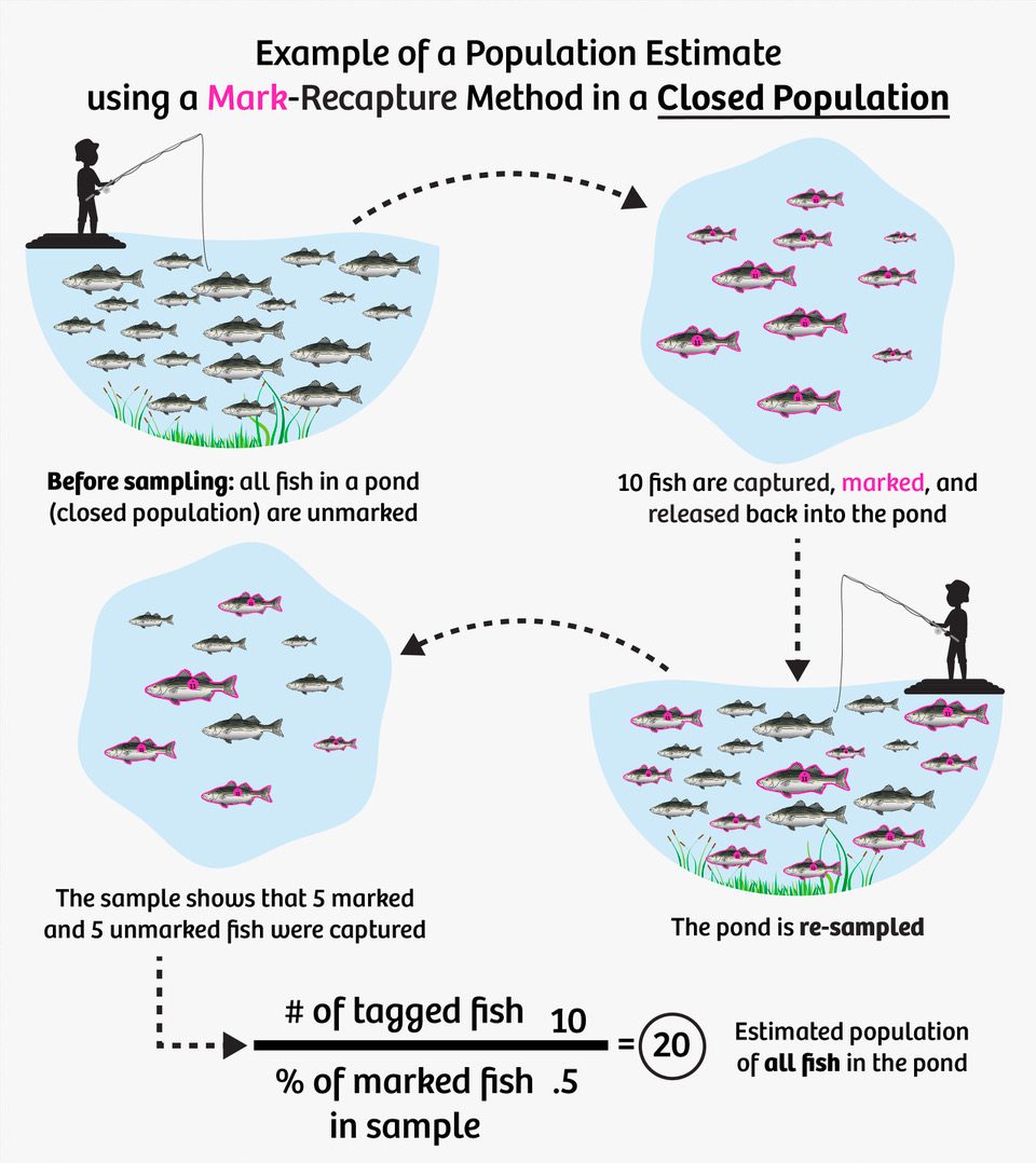 One fish, two fish – Using mark-recapture to estimate population size -  FISHBIO | Fisheries Consultants
