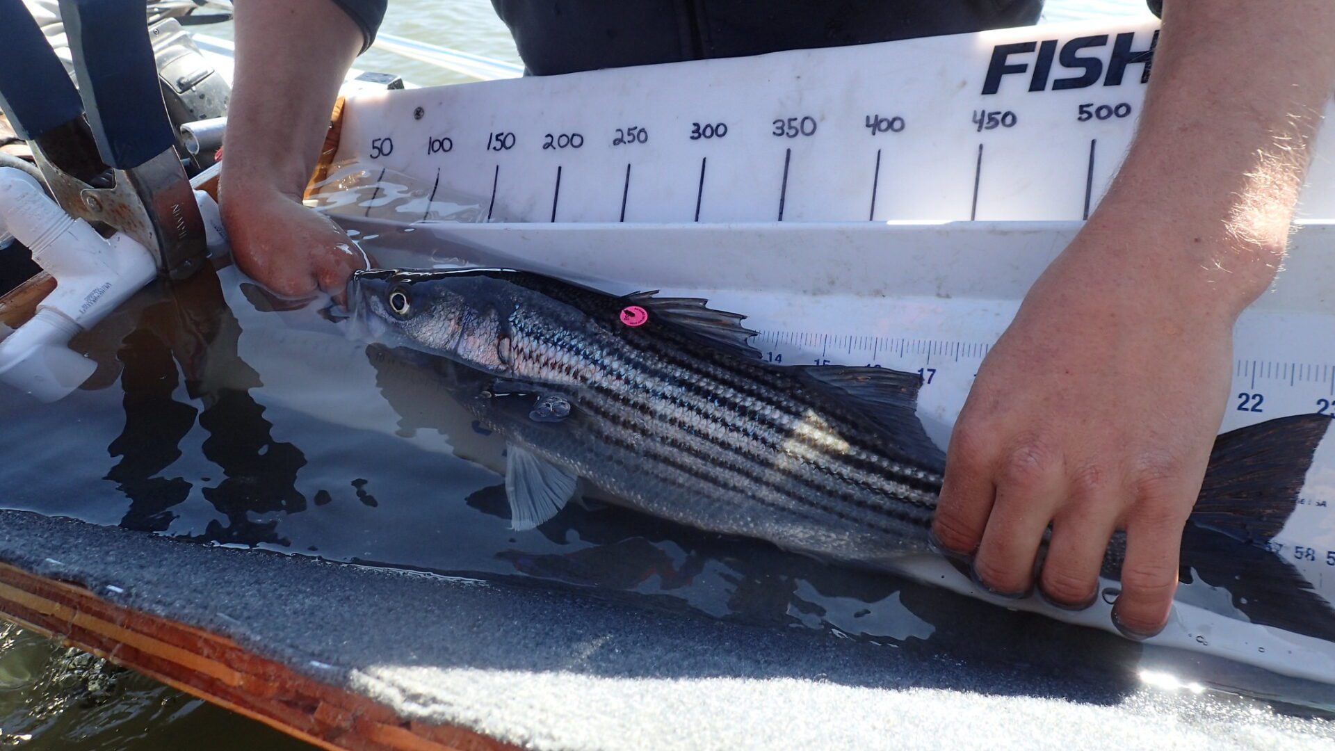 Striped bass in water with disc tag