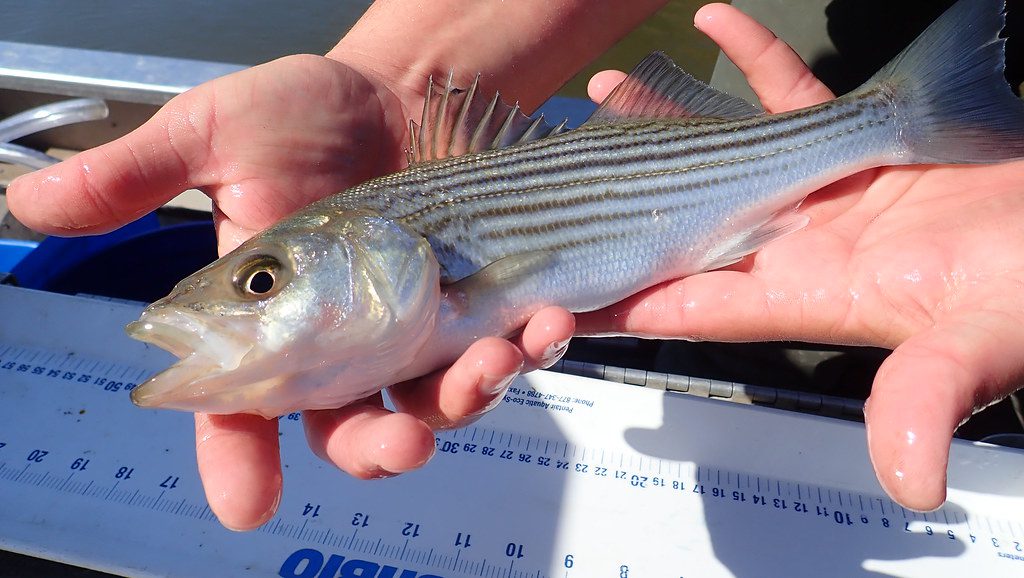 Young Striped Bass