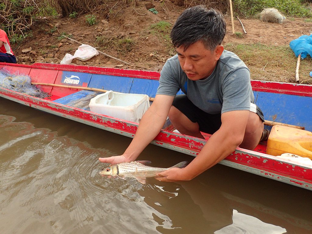 Sinsamout releasing juvenile Probarbus from FCZ fish survey