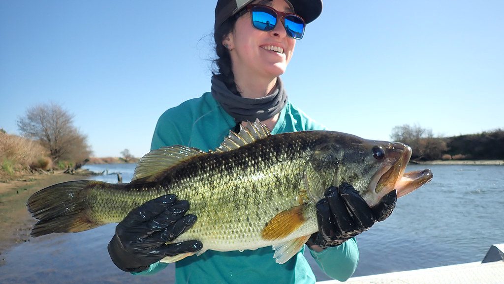 Large Black Bass