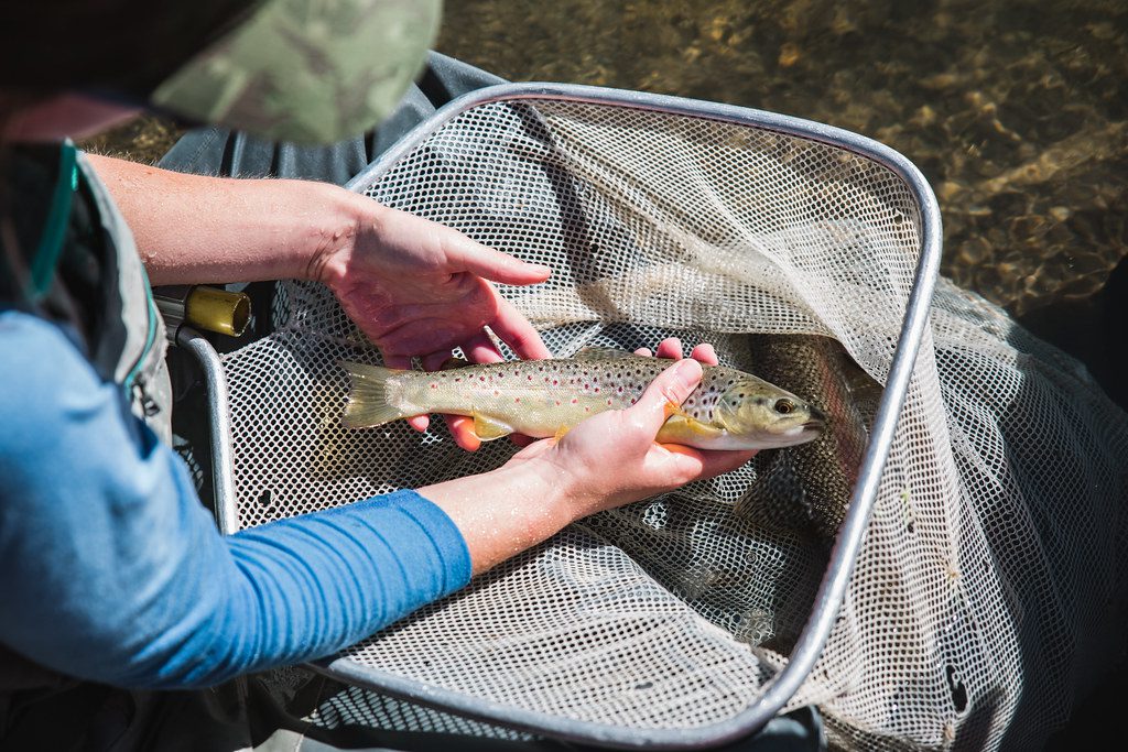 Brown Trout in Net