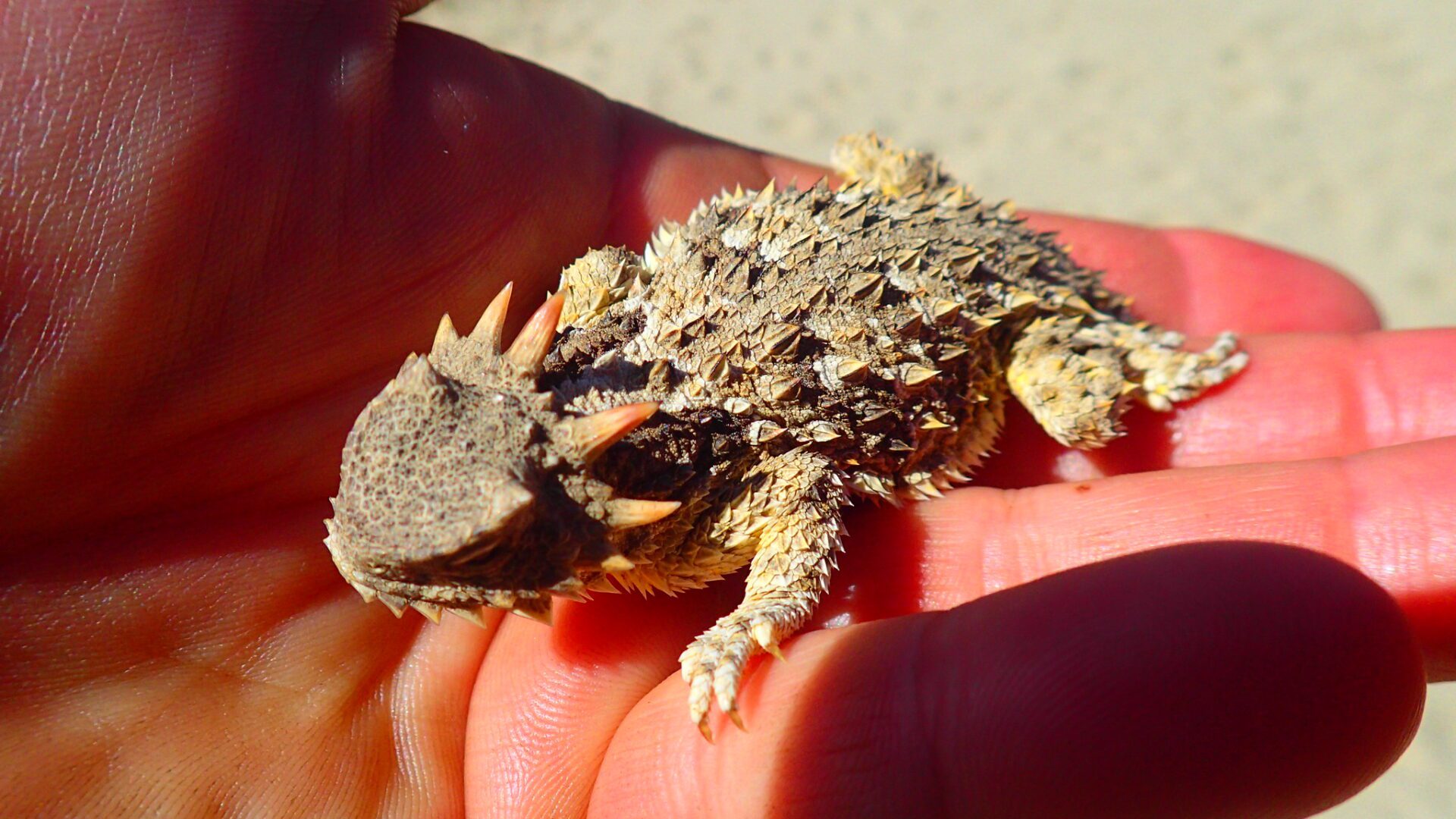 Horned Lizards: Masters of Defense