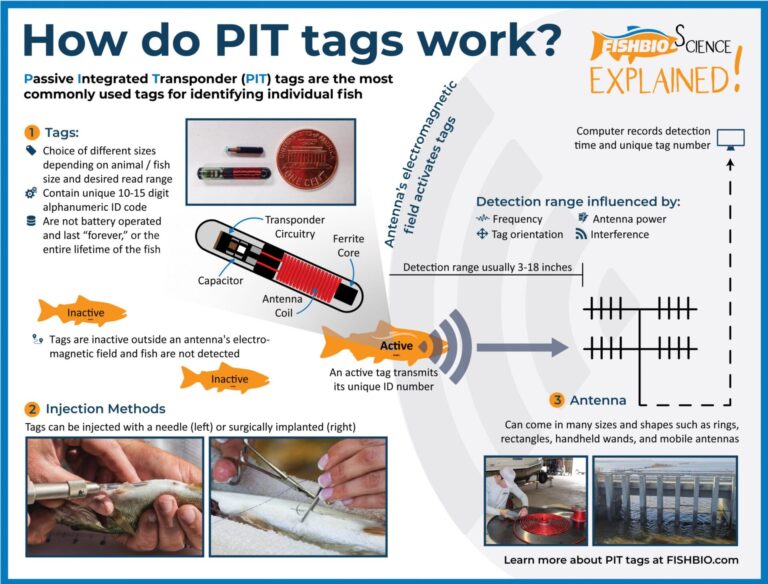 FISHBIO Fish Science Explained_PIT TAG