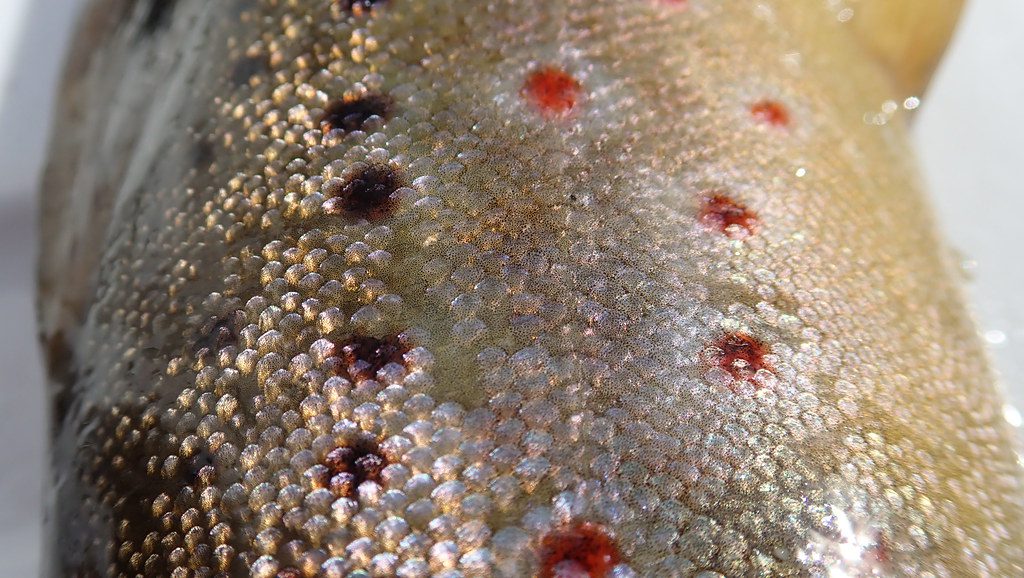 Brown Trout Scales