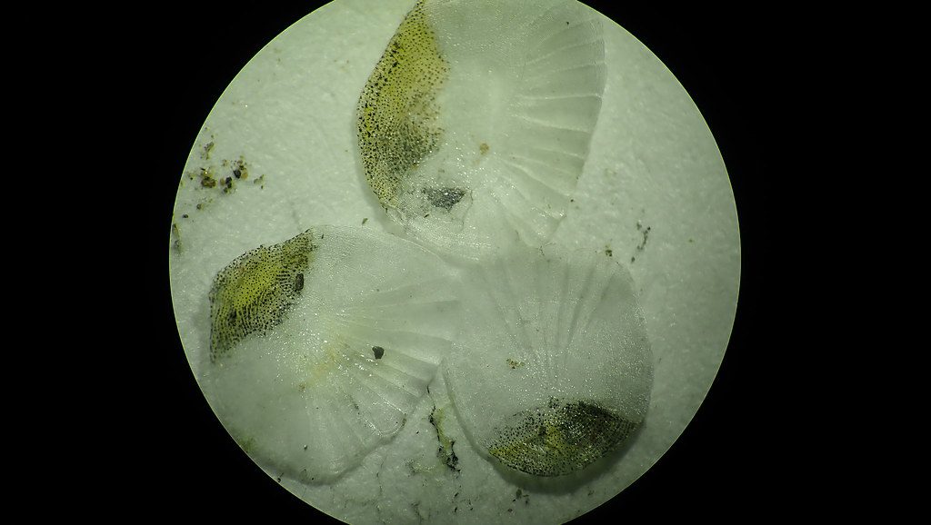Fish Scales Under Microscope