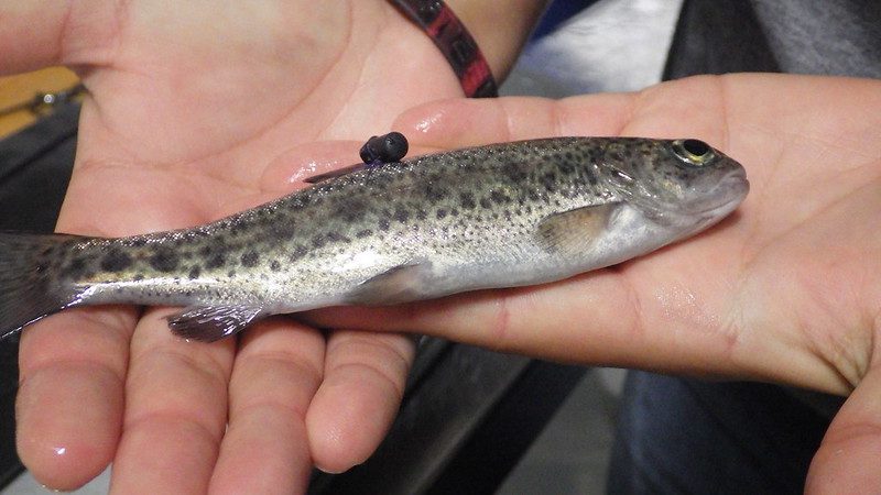 Acoustic tag on a rainbow trout for a telemetry study