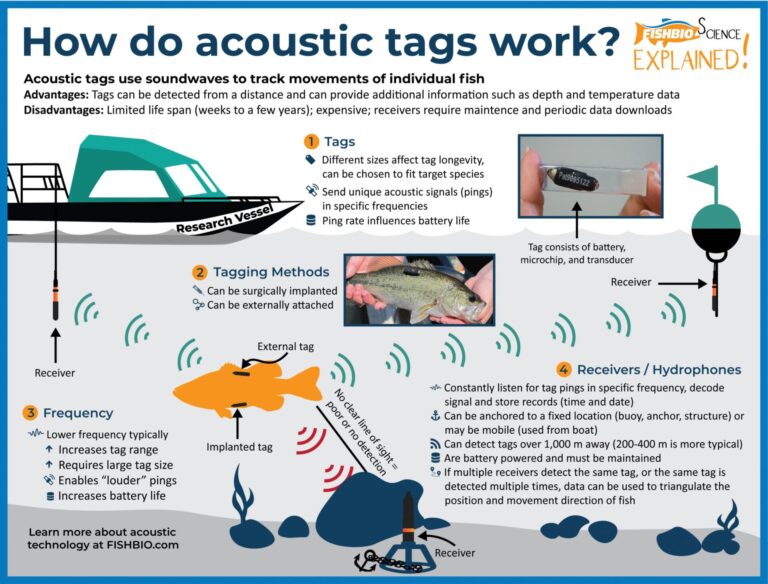 FISHBIO Fish Science Explained_Acoustic Tags and Telemetry