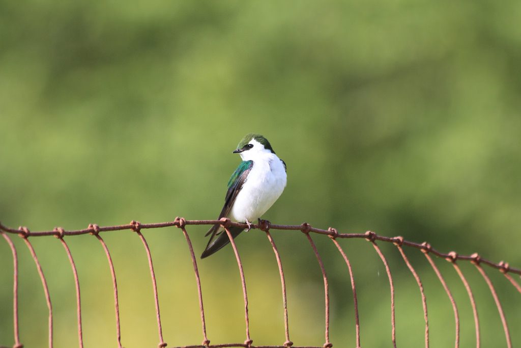 violet-green tree swallow