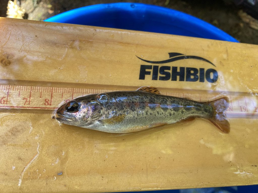 Gabilan Creek trout