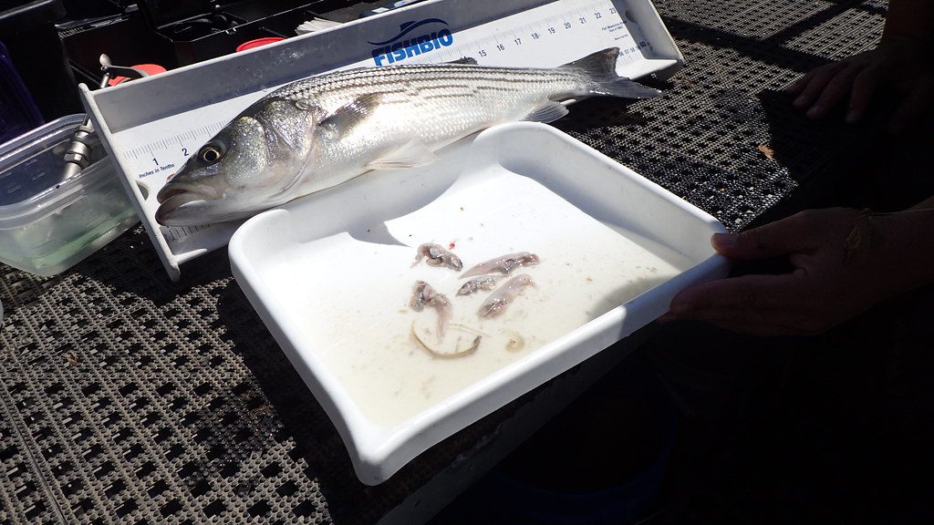 Striped Bass Stomach Contents