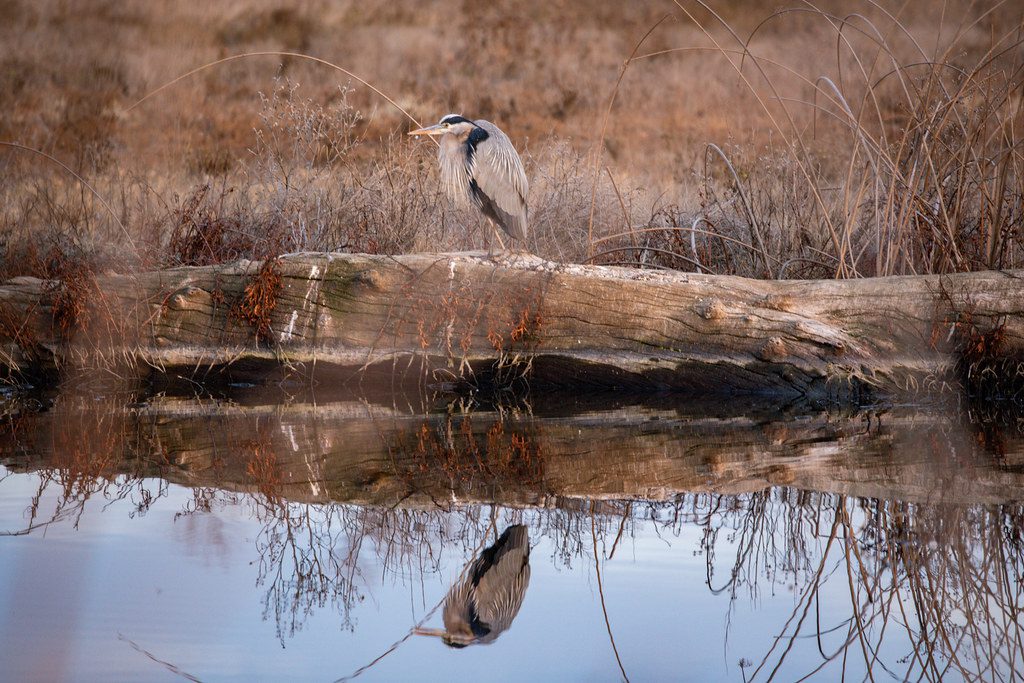 Great Blue Heron