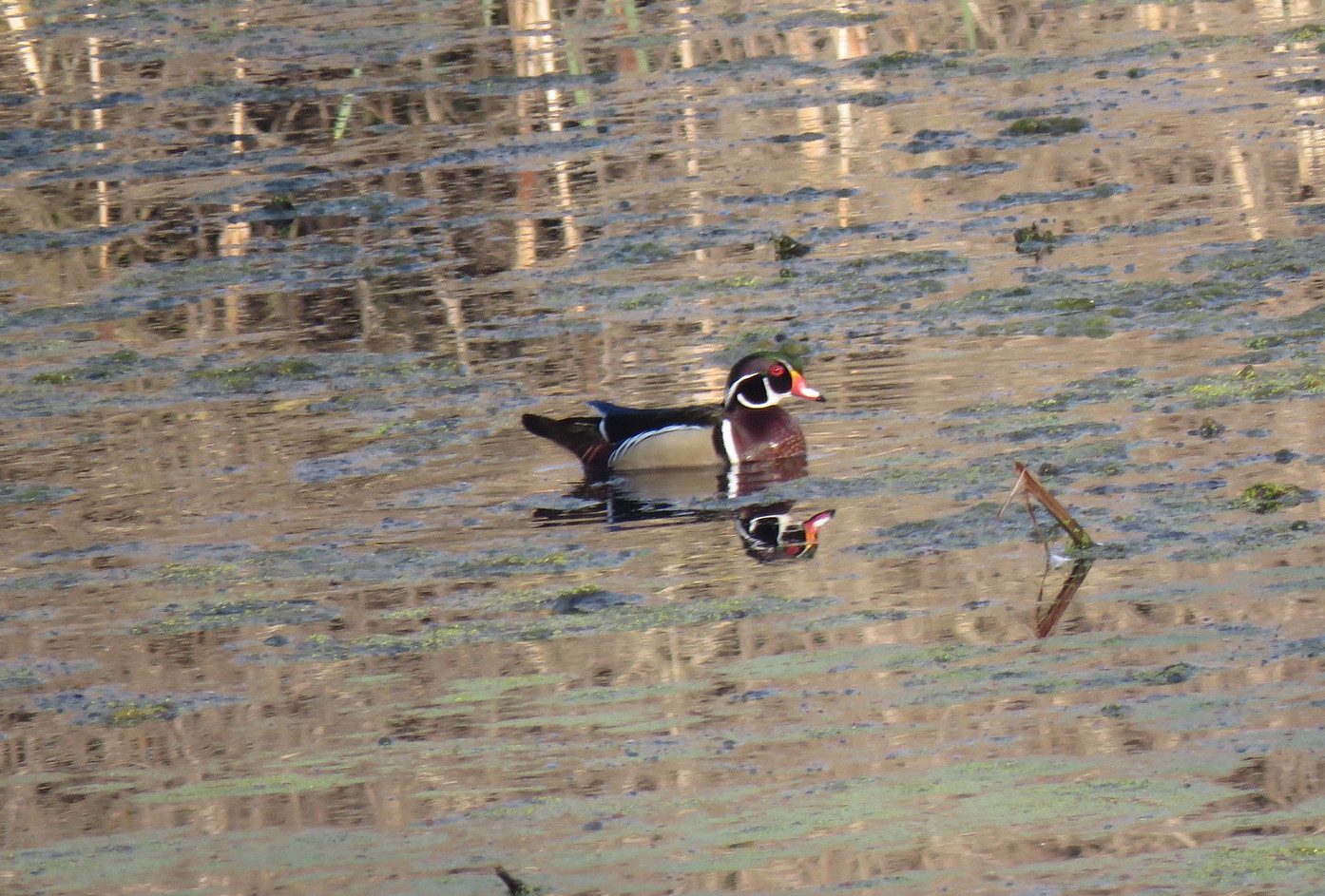 baby wood ducks jumping