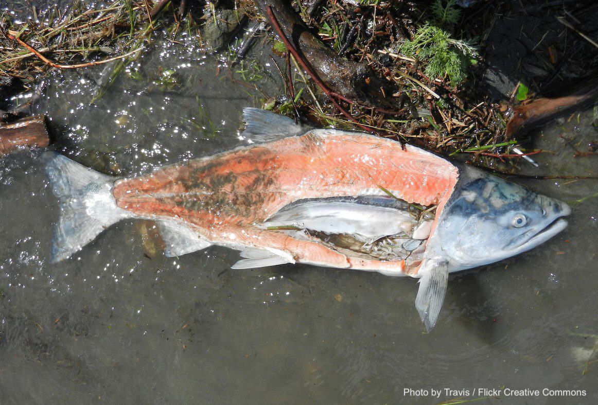 salmon with parasites