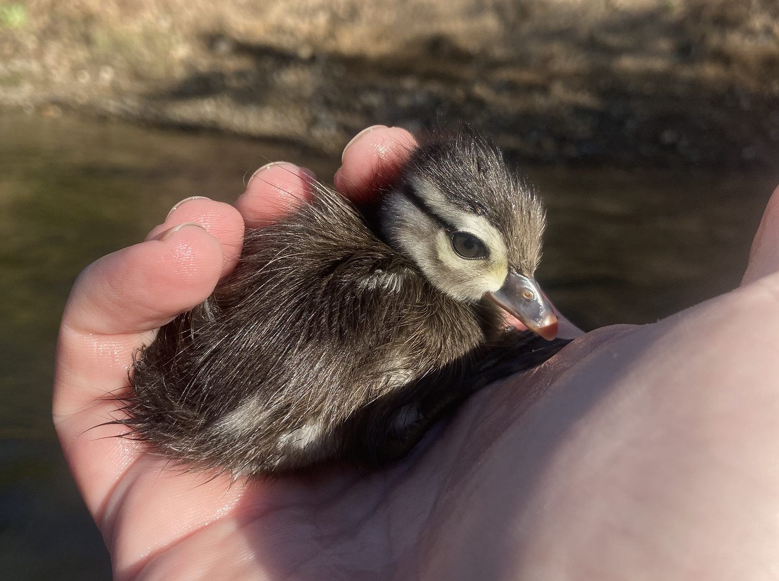 Fishing Ducks