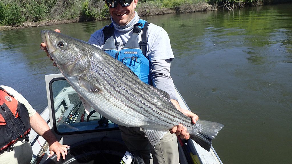 Large Striped Bass