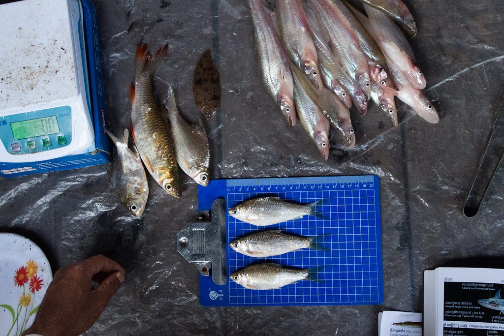 Laos Fish Sample